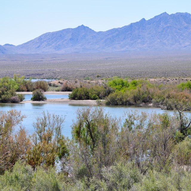 Marshy lake in the desert. 