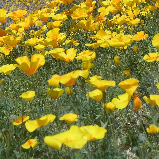 A bush of yellow flowers in front of a cliff in the desert. 