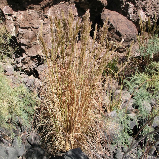 Grass in front of a mountain. 