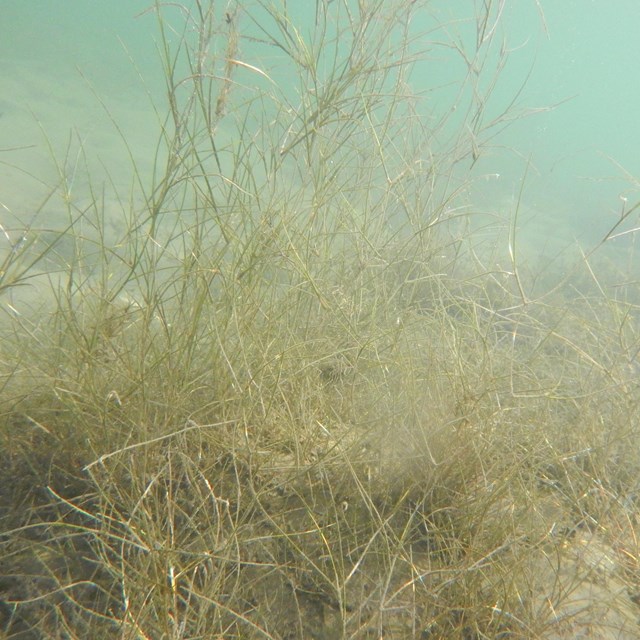 Plants in water. 