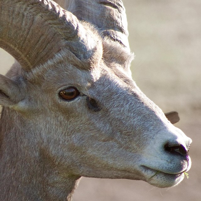 Big horn sheep at Lake Mead