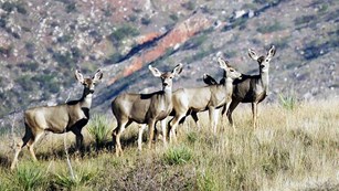 Five Mule Deer standing on a grassy hill.