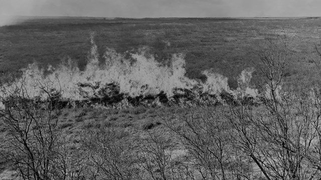 Black and white photo of a line of fire. Mesquite are in the foreground. Smoke rises to the sky.
