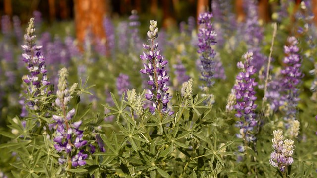 purple lupins grow together