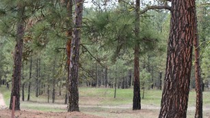 A look into the forest at Barstow Flats.