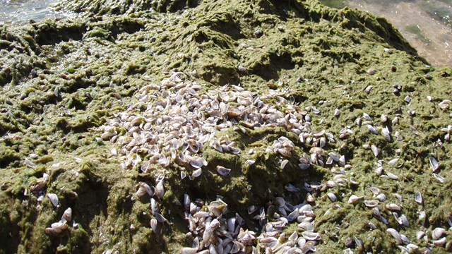 invasive mussels and plants in a pile on the shoreline