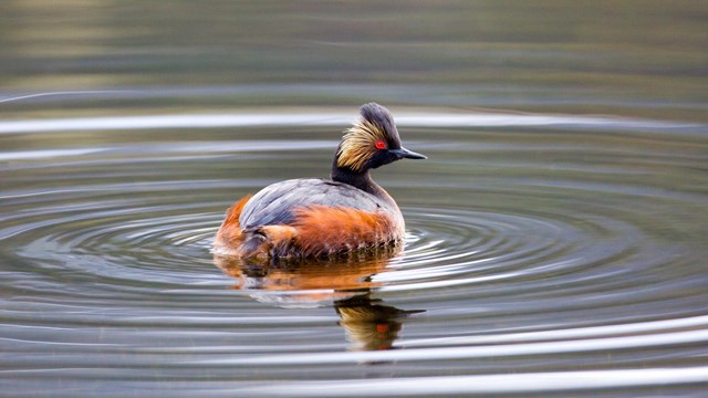an eared grebe floats on water