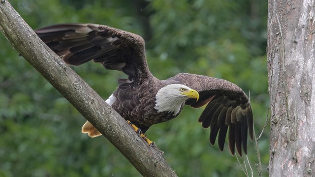 a bald eagle on a branch prepares tor flight with outstretched wings