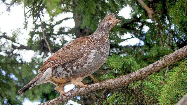 a ruffed grouse sits in a tree
