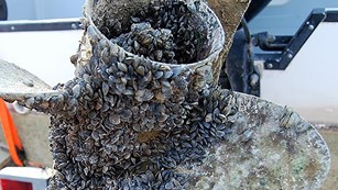 A boat propeller encrusted with quagga mussels.