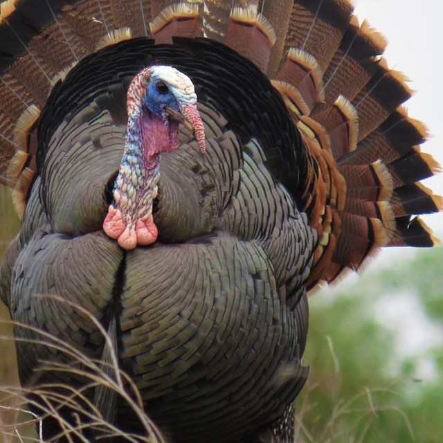 Front profile of a turkey