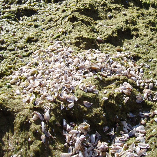 invasive mussels and plants in a pile on the shoreline