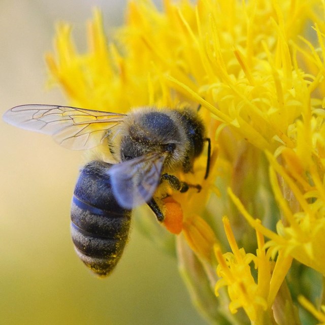 bee hovers next to a yellow flower