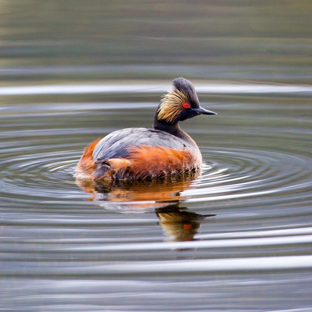 An eared grebe with black and orange feathers and a bright red eye floats on rippling water