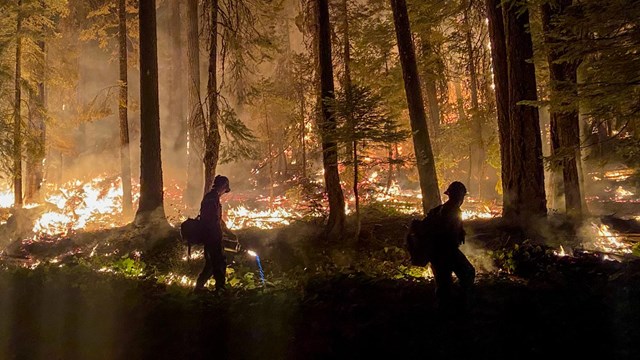Two firefighters walk along the edge of a low-intensity forest fire. A person on the left holds a dr