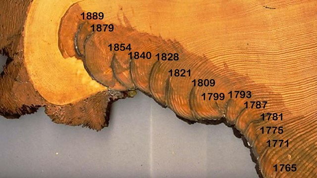 A photo of the cross-section of a conifer with dates identifying 14 scars from fire between 1765 and