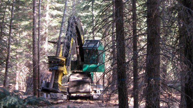 An equipment operator uses a feller buncher to cut and move a small tree in a dense conifer forest.