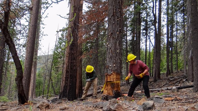 Two people in yellow hard hats hold either end of a crosscut saw to cut down a conifer tree.