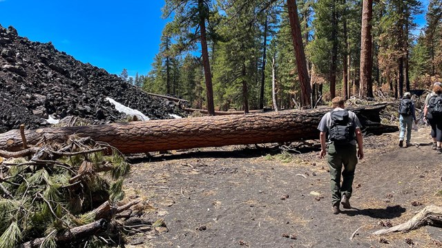 Hikers on walk around a large tree fallen across a trail next to a black lava field.