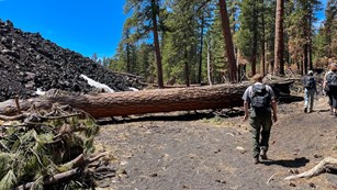 Hikers on walk around a large tree fallen across a trail next to a black lava field.