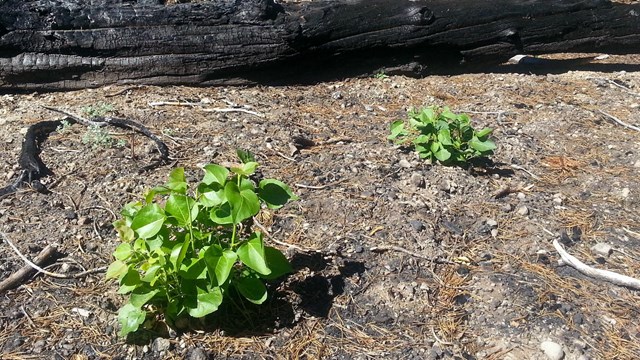 Two small clusters of bright green aspen seedlings in front of a burned log on the edge of a recentl