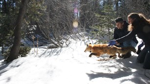 A man and women release a red fox into a snow-covered forest