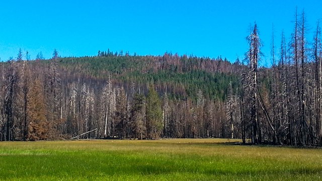 Green grass covers a meadow lined by trees burned by wildfire and a rounded peak with patches of bur