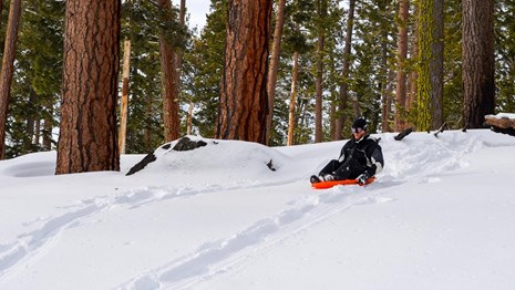 A man riding on a round, orange sled backed by conifer trees.