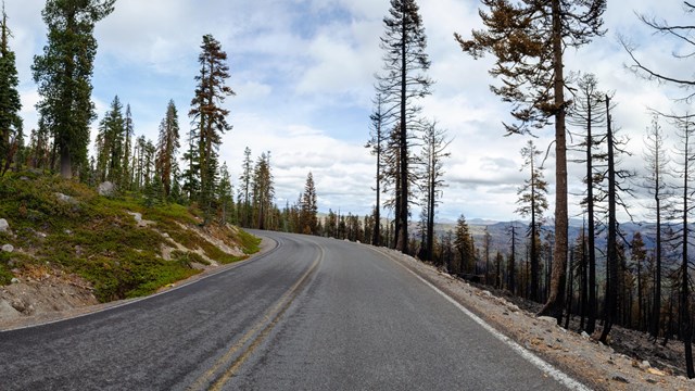 A photo of a paved mountain road dividing areas unburned and burned from a recent wildfire.