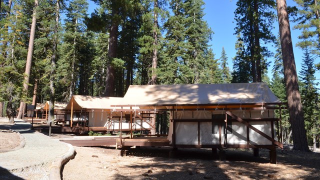 A row of canvas tent cabins in a forest