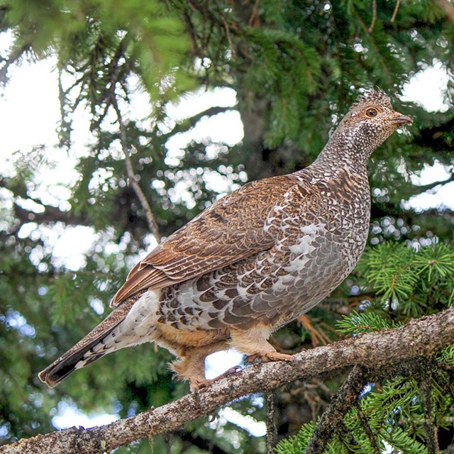 A chicken-like bird with brown and white mottled feathers on a tree branch.
