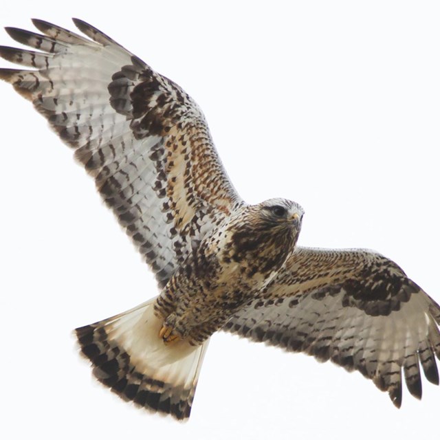 A hawk with mottled brown, white, and black feathers flying.