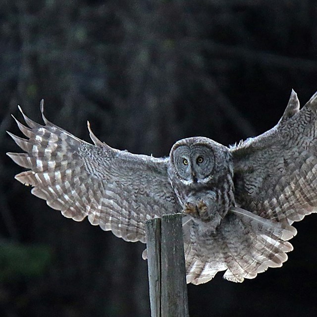 A large, gray owl prepares to land on a wooden post with its wings spread wide.