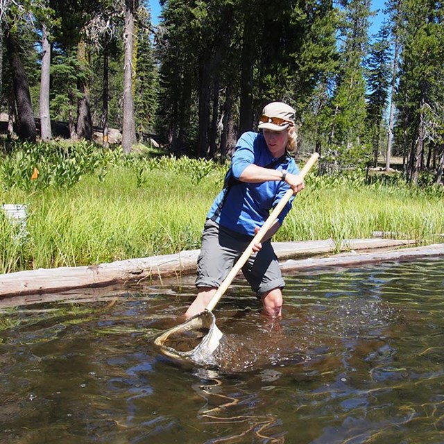 A woman moves a net on a long pole through a stream to collect insects. 