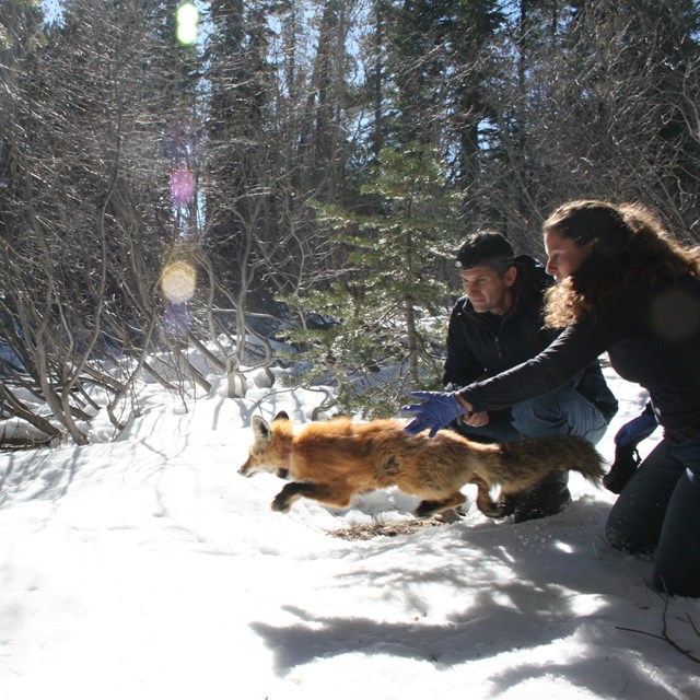 A man and women release a red fox into a snow-covered forest