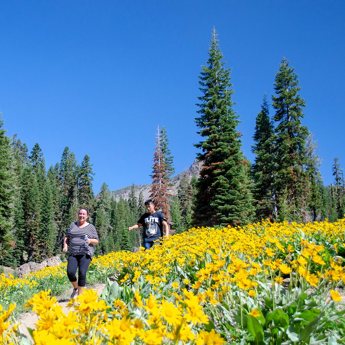 A woman and a young man hike downhill through thick yellow wildflowers