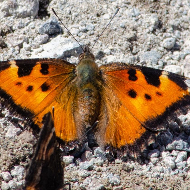 An orange and black butterfly on rocky soil