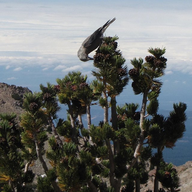 Lassen National Park - Naturalists at Large - Environmental education,  mixed conifer forests, red fir forests, subalpine areas, volcanoes,  Manzanita lake, Northern California