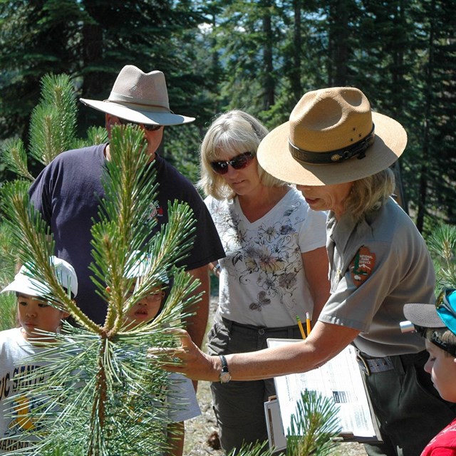 Three adults and three children inspect a small conifer.