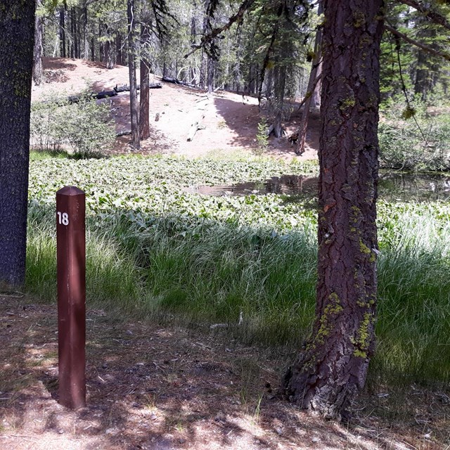 A wooden post with the number 18 in front of pond filled with vegetation and surrounded by conifers.