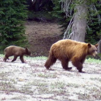 A brown-colored bear and two brown-colored cubs walk in a line across dirt area with sparse plants