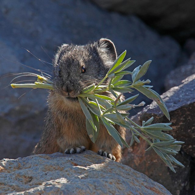 a small rabbit-like animal with short ears holing green plant cuttings in its mouth