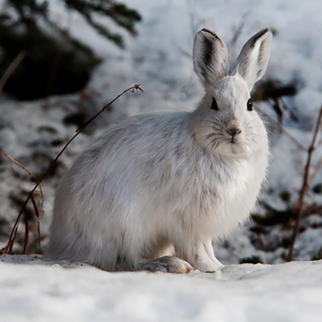A white hare with black-tipped ears sitting and looking toward the camera