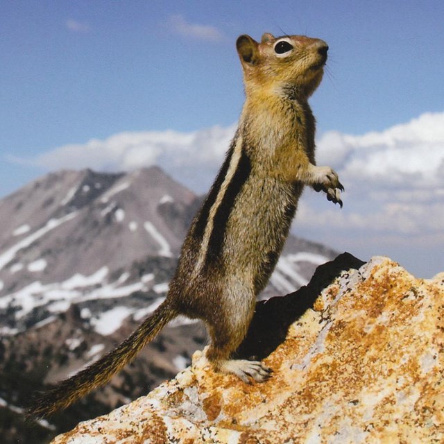 A squirrel standing on its hind legs on the summit of a volcano.