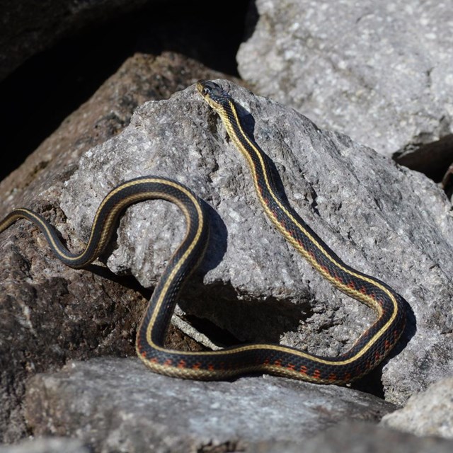 A black snake with yellow stripes and red dots on a gray rock.