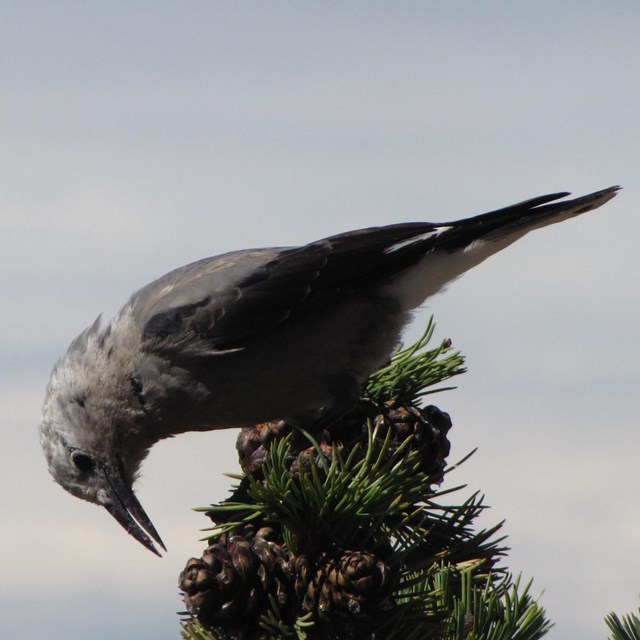 A gray bird pecks at a cone on the tip of a conifer tree.