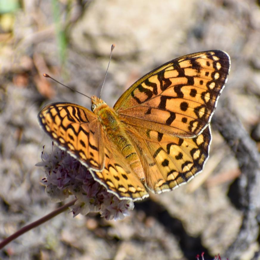 An orange butterfly with black highlights on a small flower.
