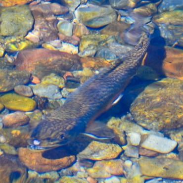 Two fish in a rocky creek.