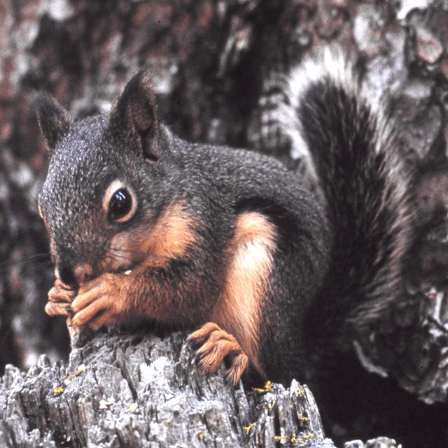 A small, bushy-tailed squirrel eats something in its hands on a tree stump.