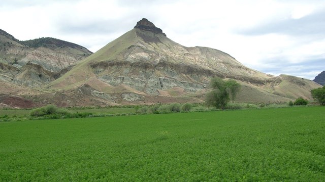 agricultural field